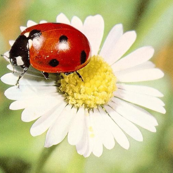 lucky_ladybird